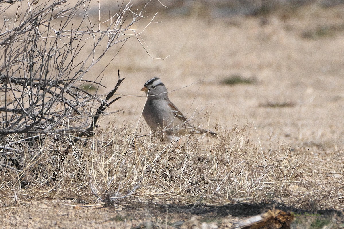 White-crowned Sparrow - ML542848551
