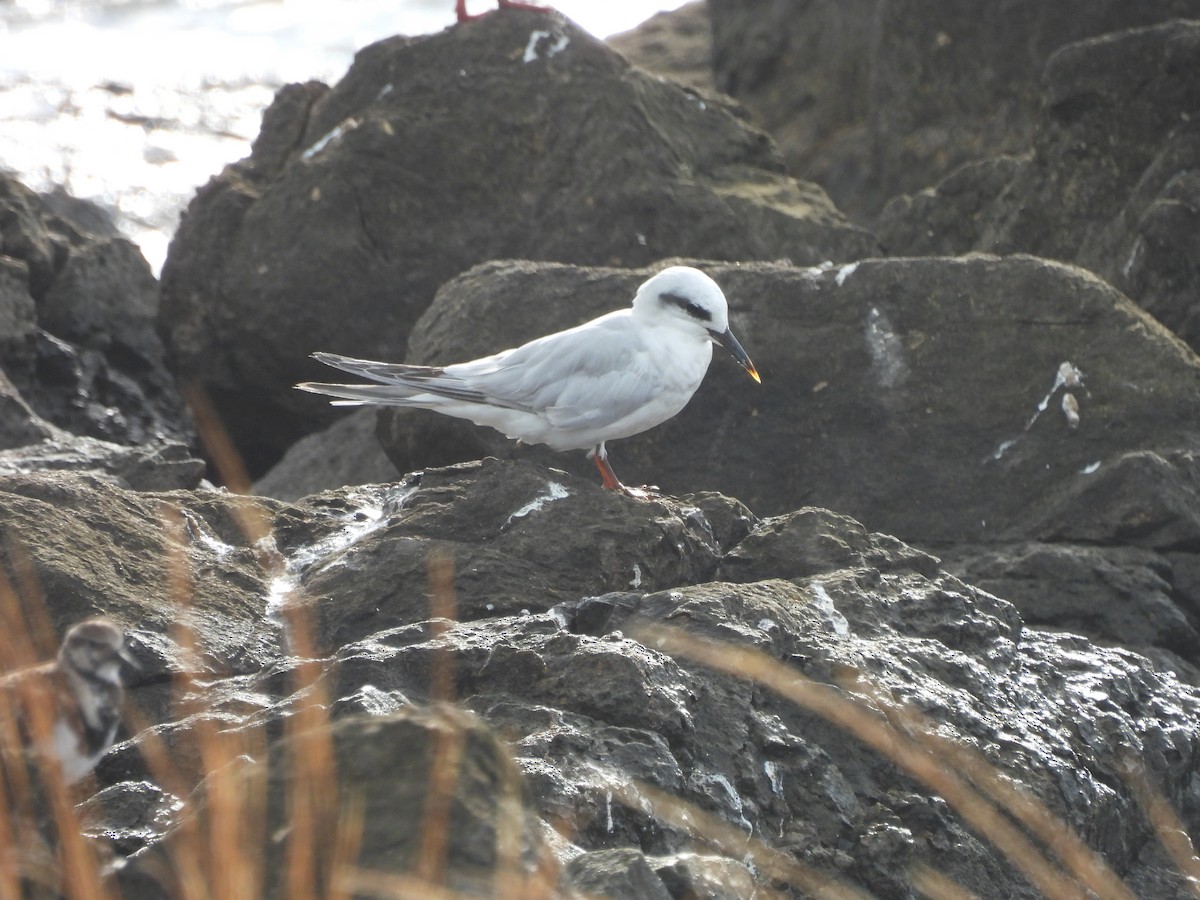 Snowy-crowned Tern - ML542852881