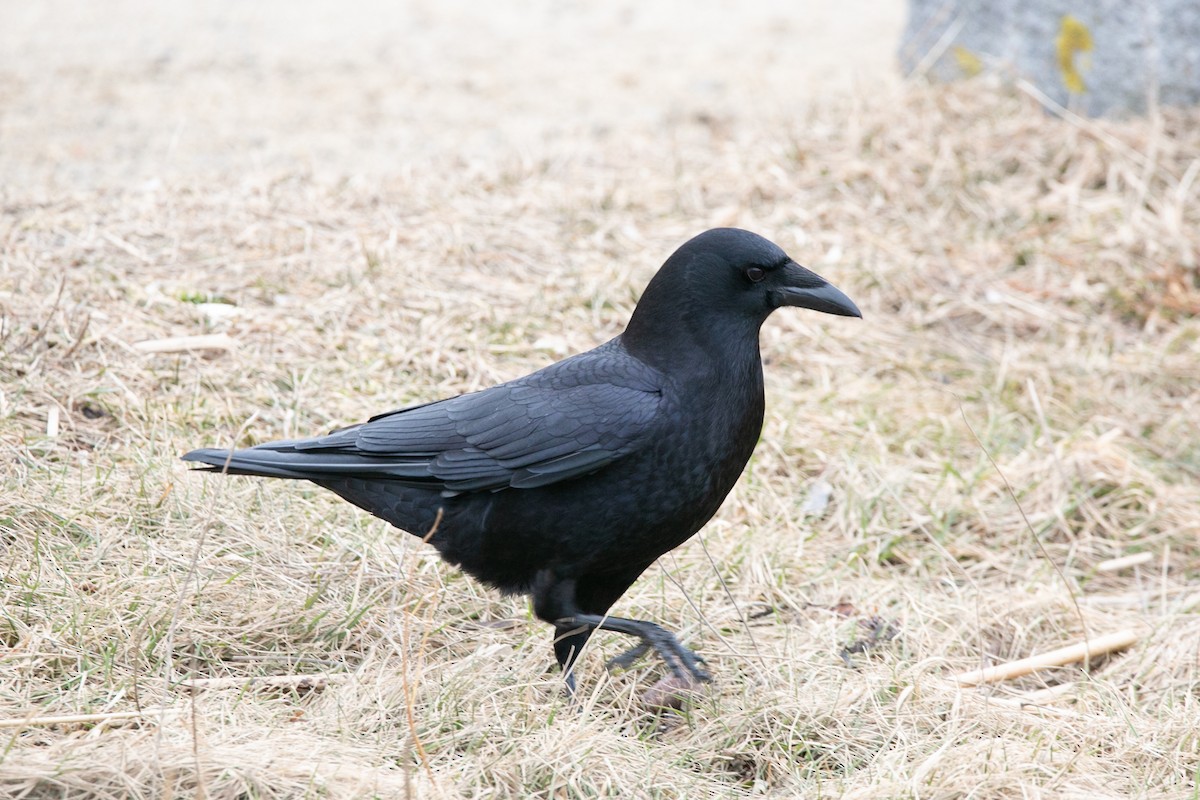 American Crow - ML542853001