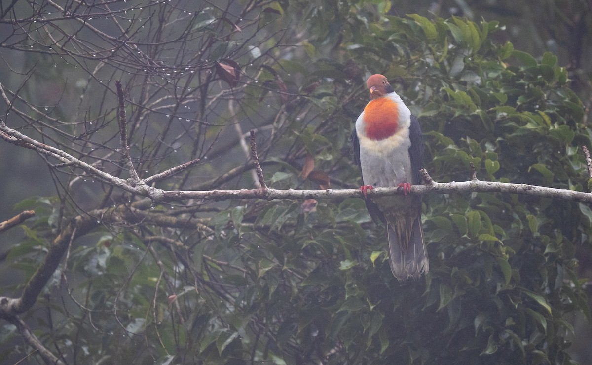 Flame-breasted Fruit-Dove - ML542856971