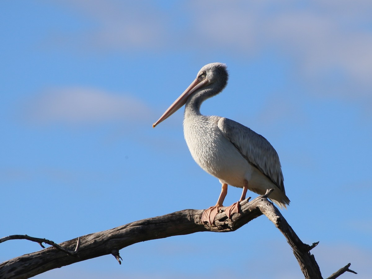 Pink-backed Pelican - ML54285781