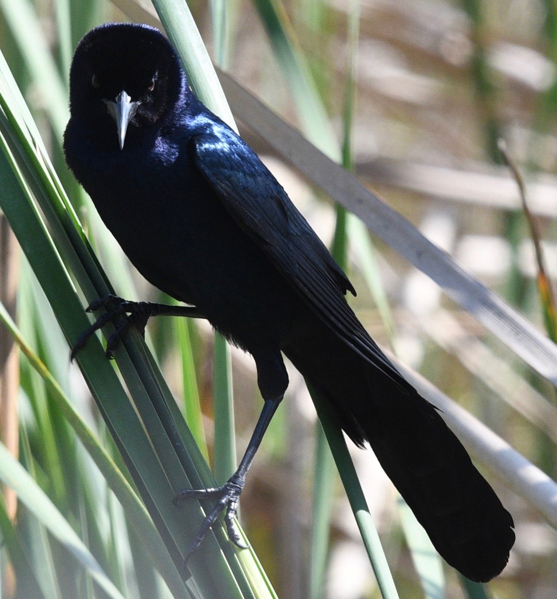 Boat-tailed Grackle - ML542860411