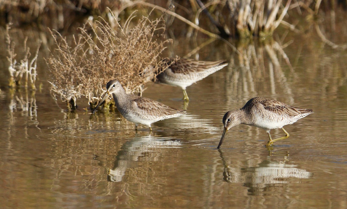 Long-billed Dowitcher - ML542860421