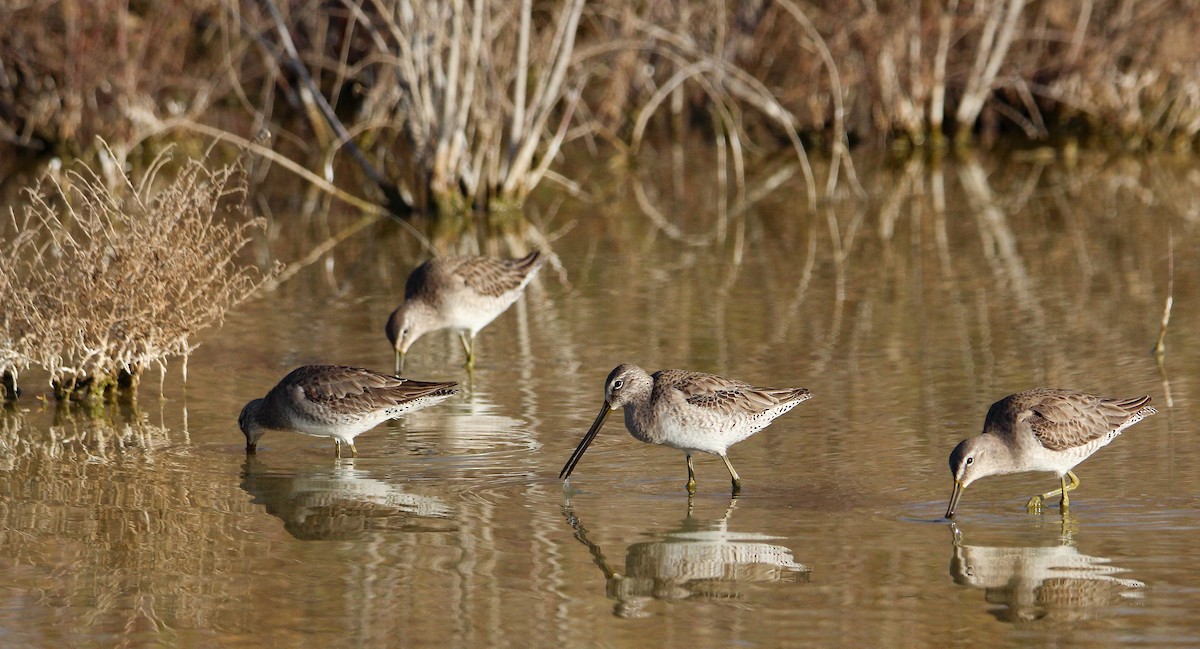 Long-billed Dowitcher - ML542860431