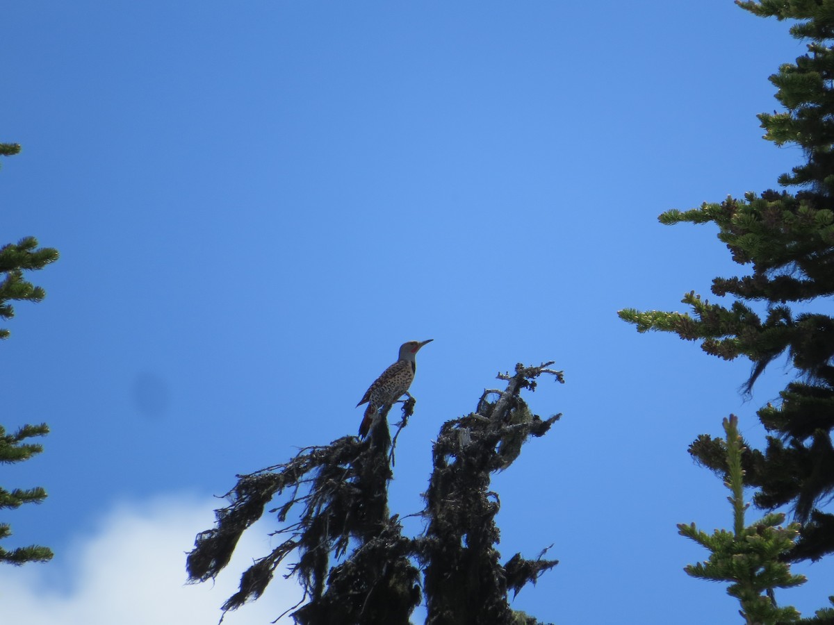 Northern Flicker (Red-shafted) - ML542862301