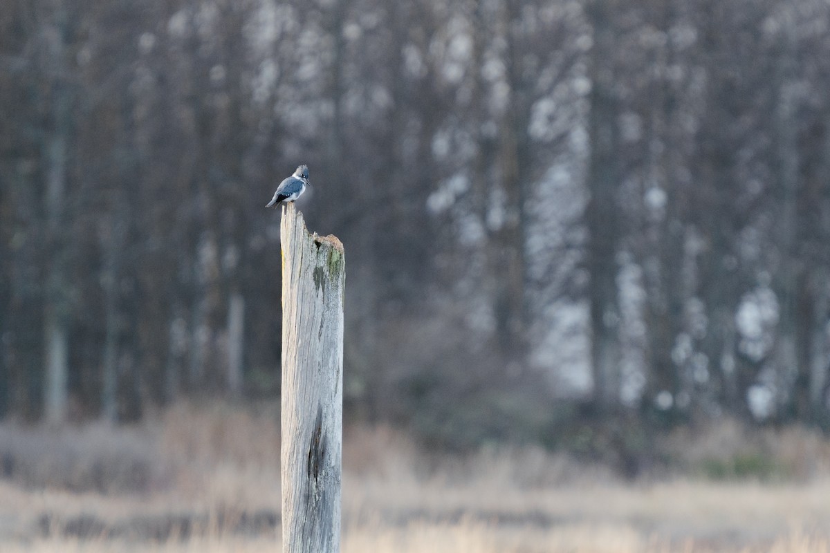 Belted Kingfisher - ML542862341