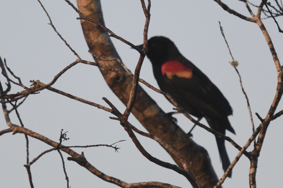 Red-winged Blackbird - ML542862991