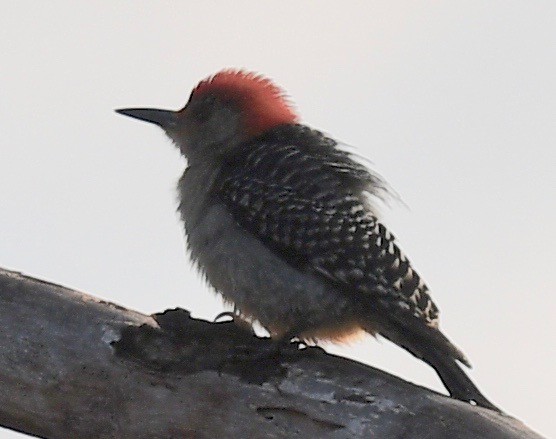Red-bellied Woodpecker - ML542864041