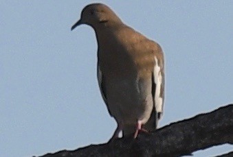White-winged Dove - ML542865111