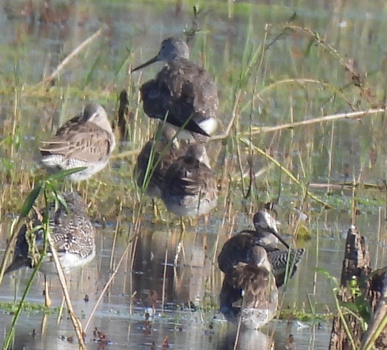 Long-billed Dowitcher - ML542867811