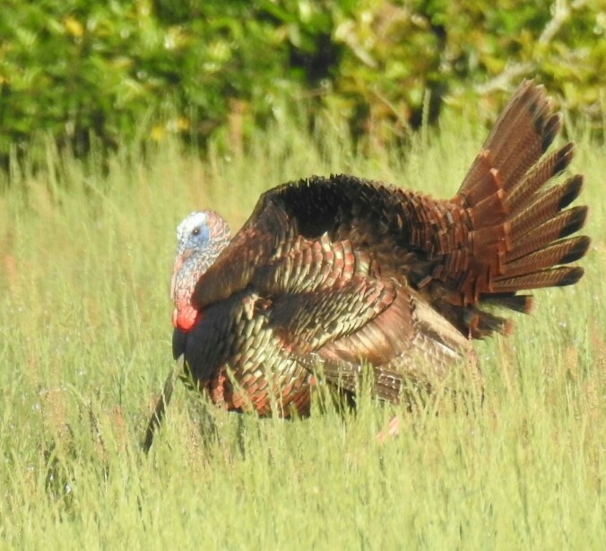 Wild Turkey - deborah grimes