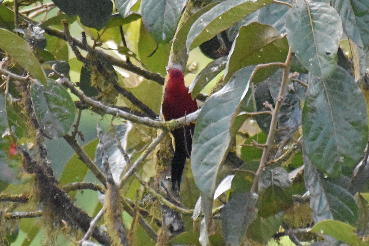 Crimson-mantled Woodpecker - ML542868291