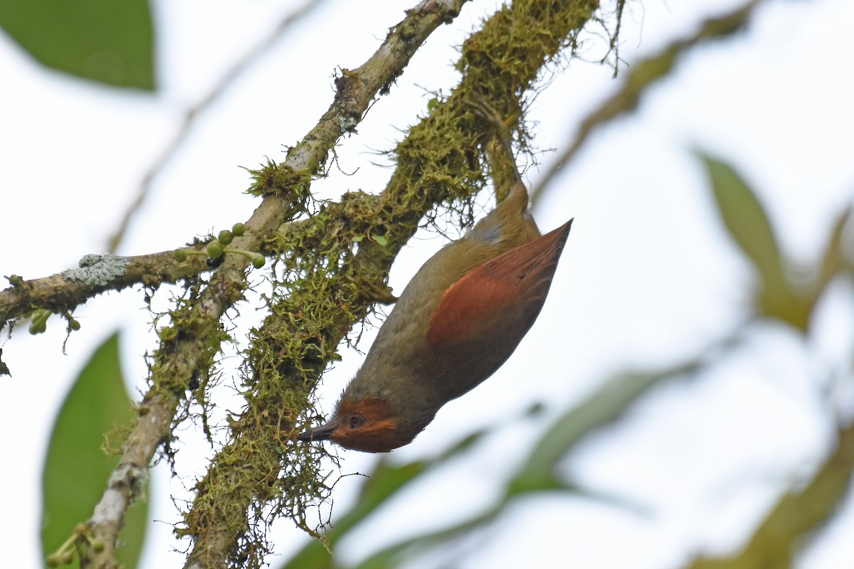 Red-faced Spinetail - ML542868991