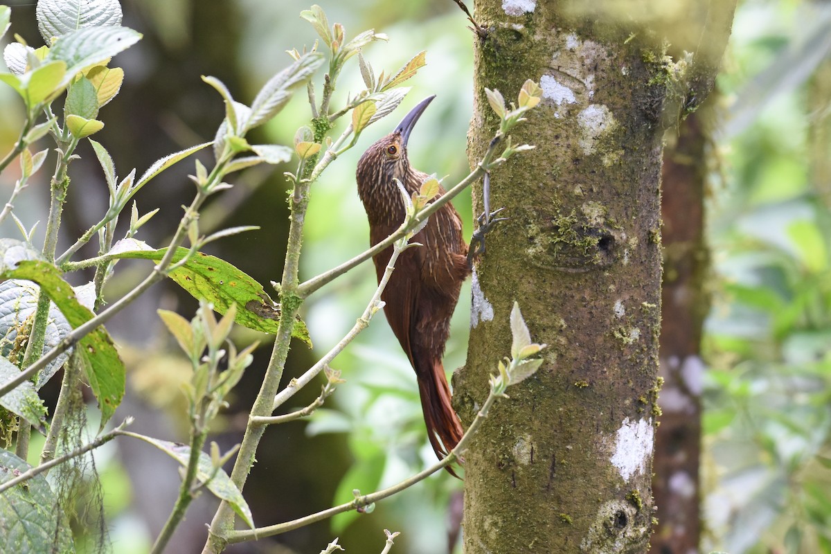 Strong-billed Woodcreeper - ML542869011