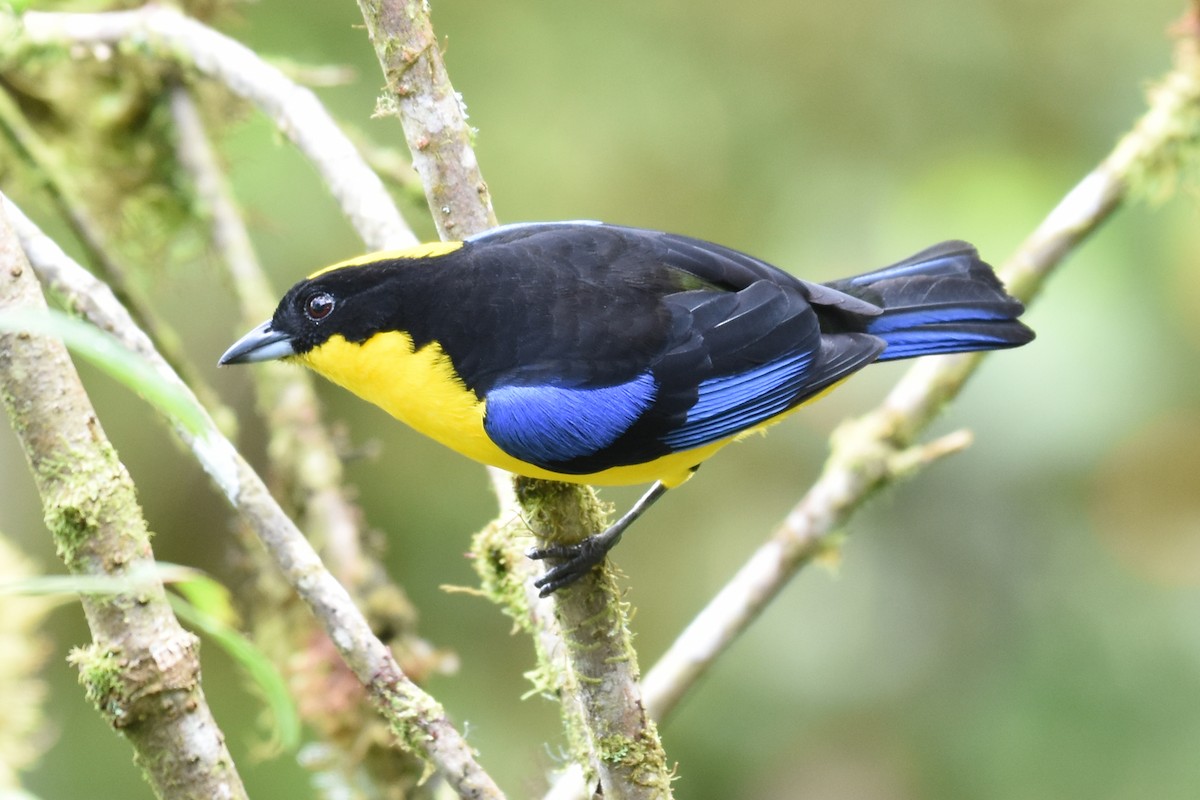 Blue-winged Mountain Tanager - ML542869091