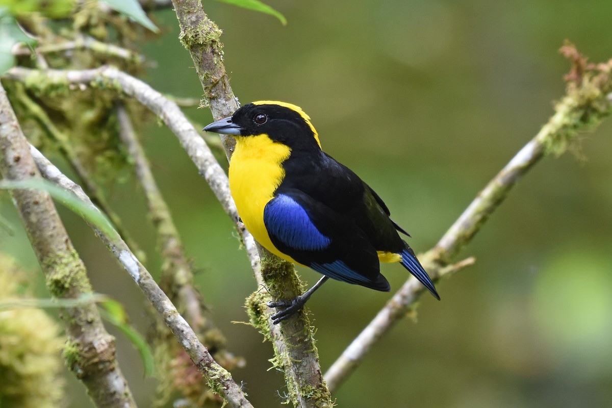 Blue-winged Mountain Tanager - ML542869131