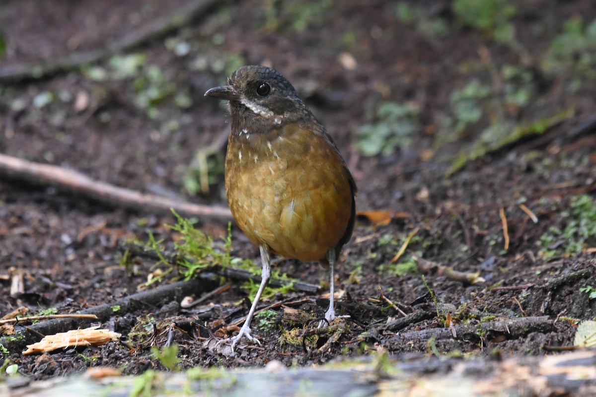 Moustached Antpitta - ML542869151