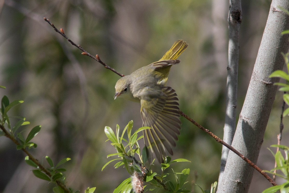 Yellow Warbler (Northern) - ML542870981