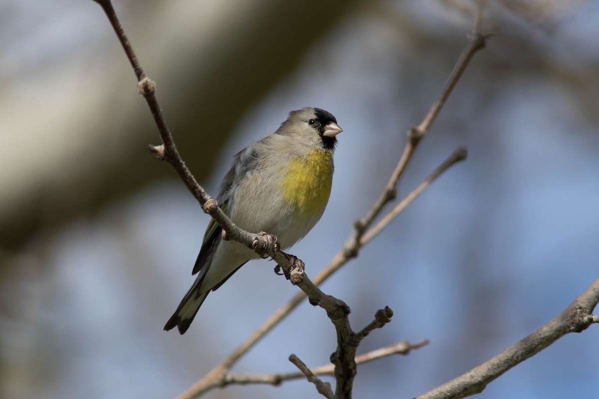 Lawrence's Goldfinch - ML542871131