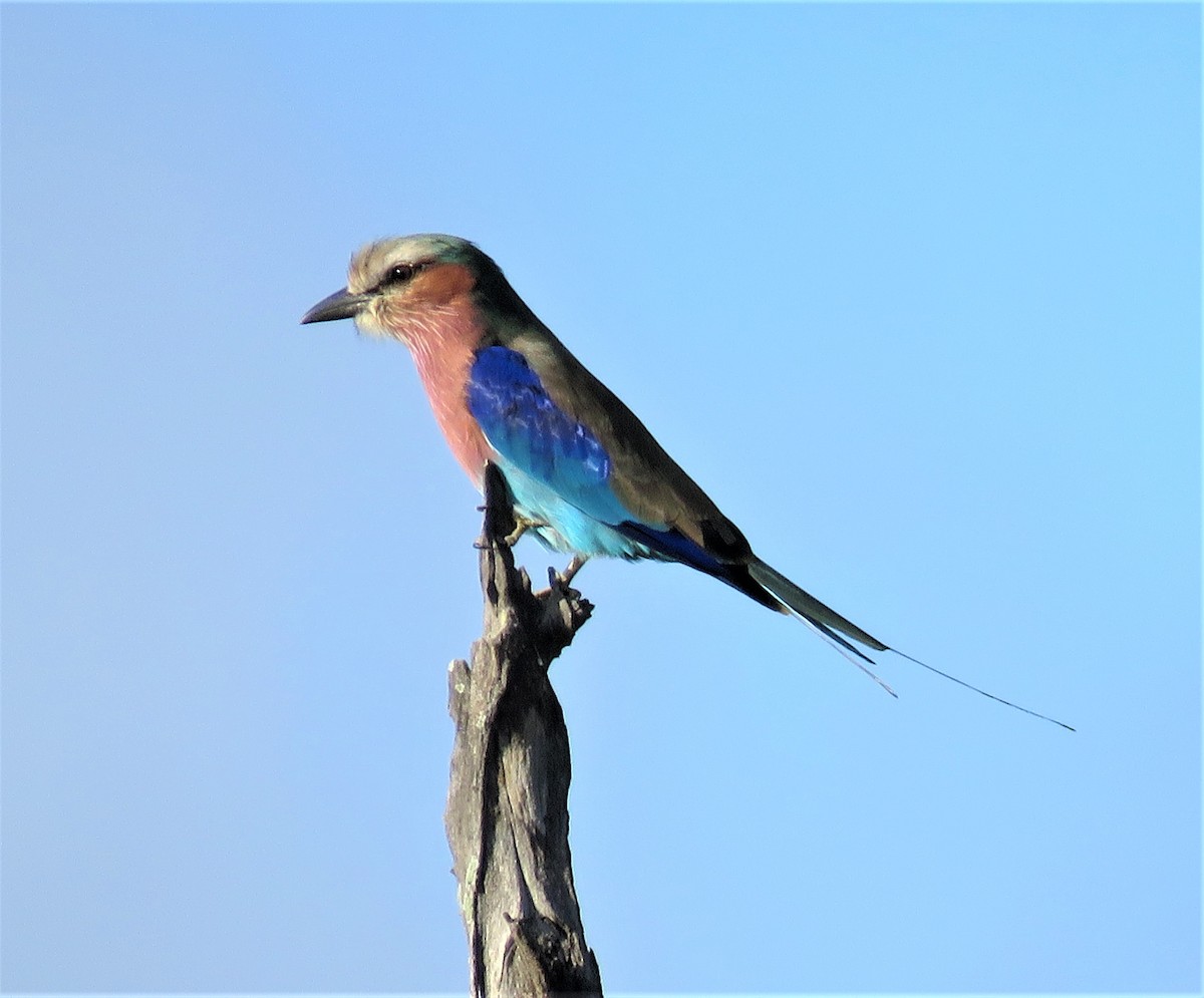 Lilac-breasted Roller - ML542871971