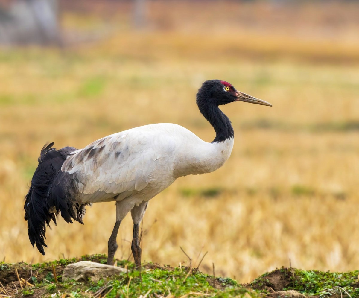 Black-necked Crane - Dorjee Bachung