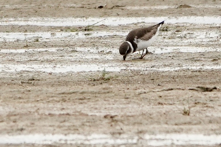 Semipalmated Plover - ML542883321