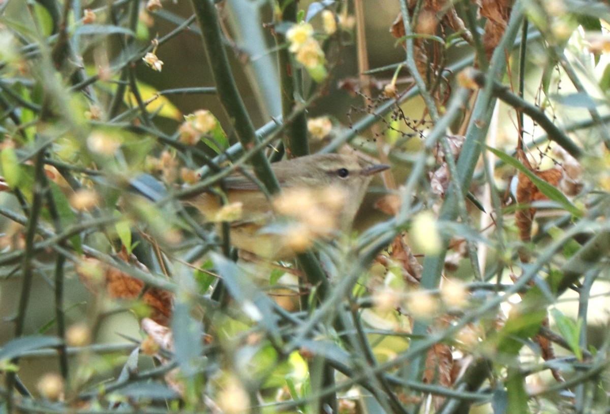 Hume's Bush Warbler - ML542885391