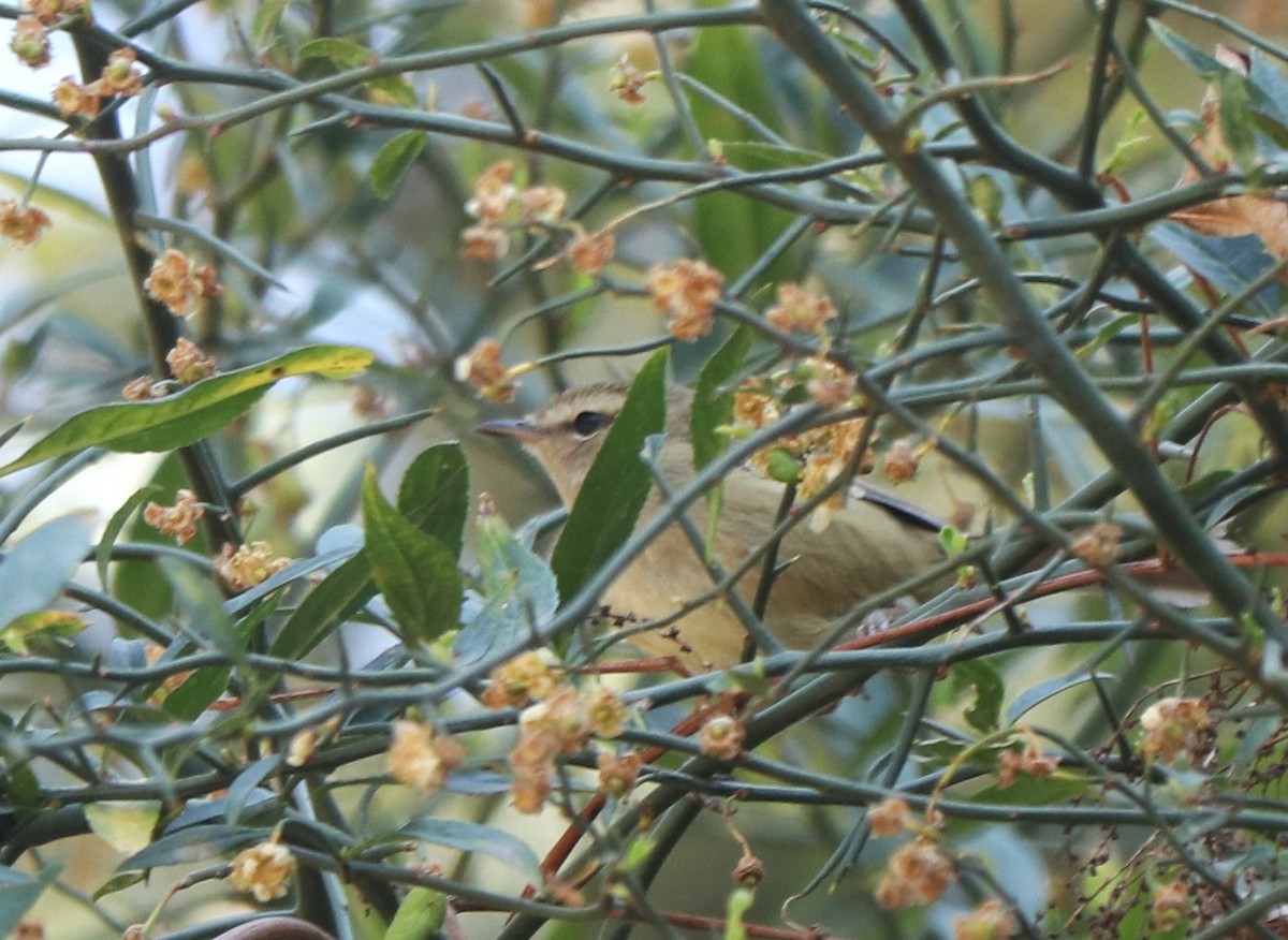 Hume's Bush Warbler - ML542885401
