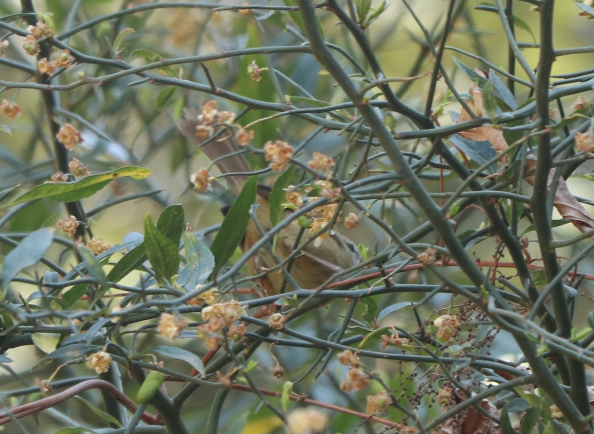 Hume's Bush Warbler - ML542885411