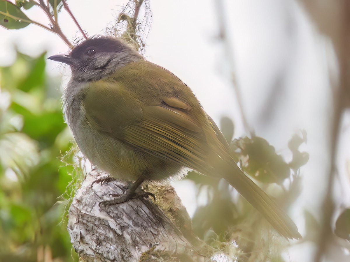 Uluguru Mountain Greenbul - Arizelocichla Neumanni - Birds Of The World