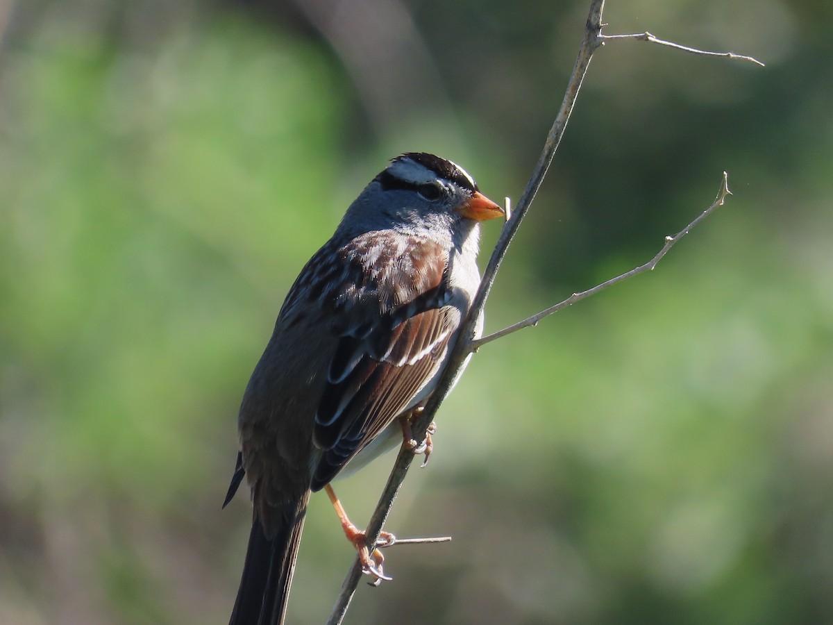 White-crowned Sparrow (Gambel's) - ML542887811