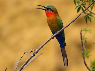  - Red-throated Bee-eater