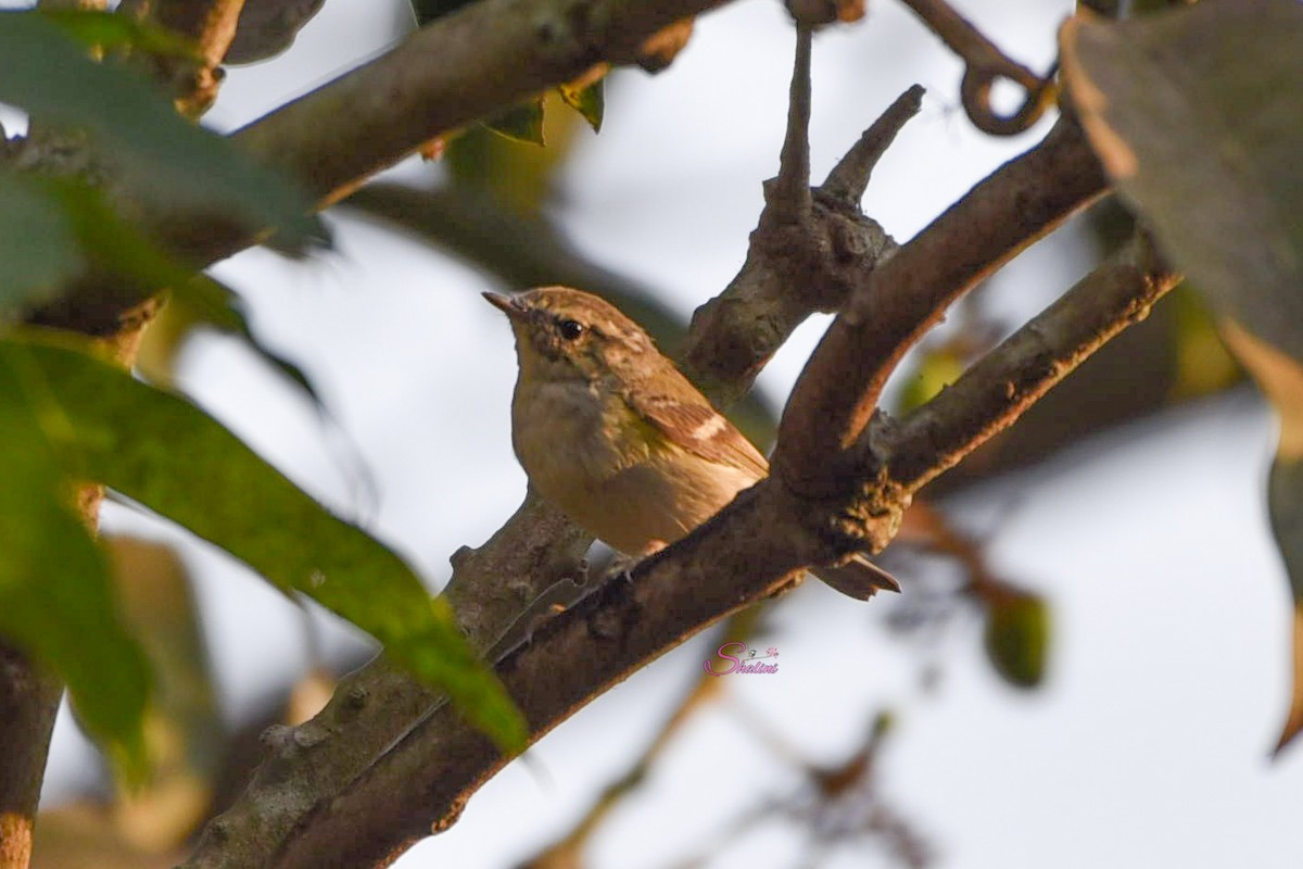 Yellow-browed Warbler - ML542889231