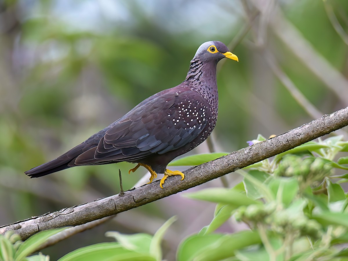 Rameron Pigeon - Columba arquatrix - Birds of the World