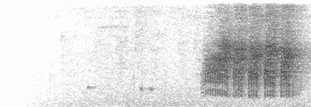  - Madagascar Blue Vanga