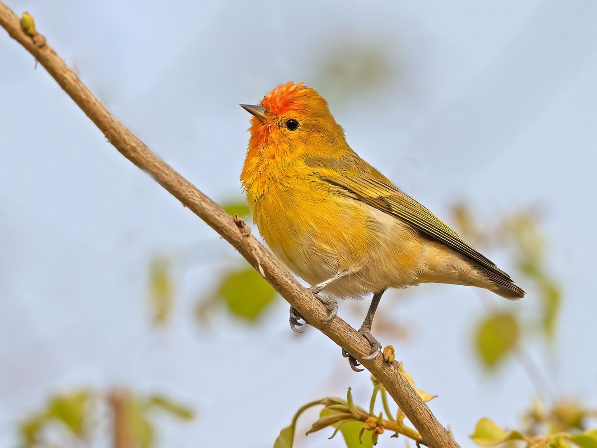 Fire-capped Tit - Cephalopyrus flammiceps - Birds of the World