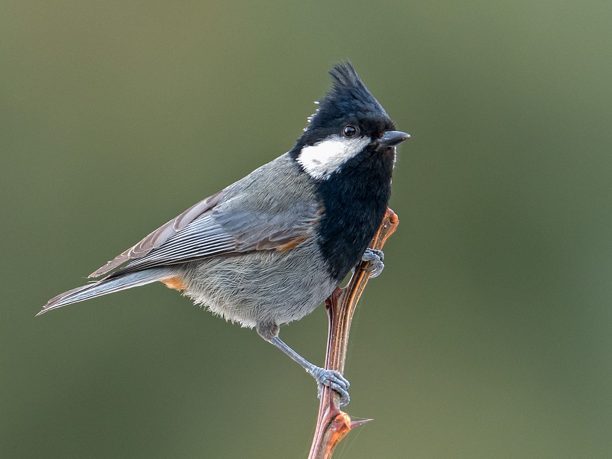 Rufous-naped Tit - Periparus rufonuchalis - Birds of the World