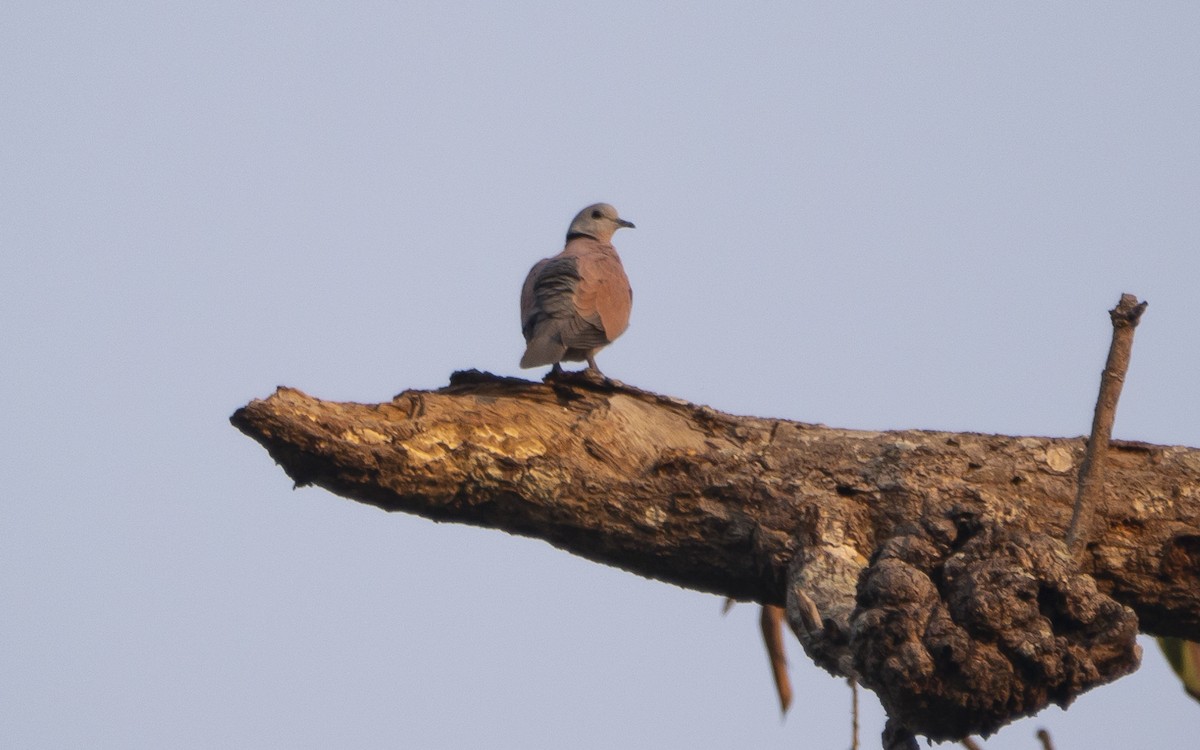 Red Collared-Dove - Sandeep Biswas