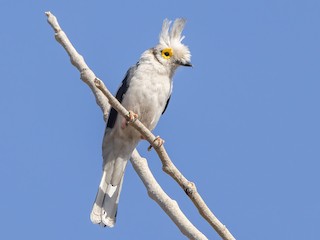  - White Helmetshrike