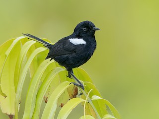  - White-shouldered Fairywren