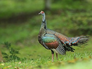  - Ocellated Turkey