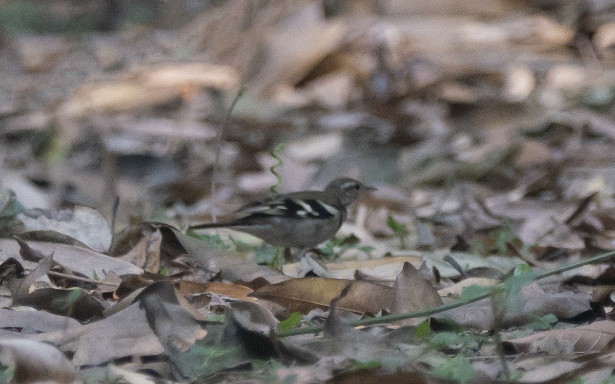 Forest Wagtail - ML542896731