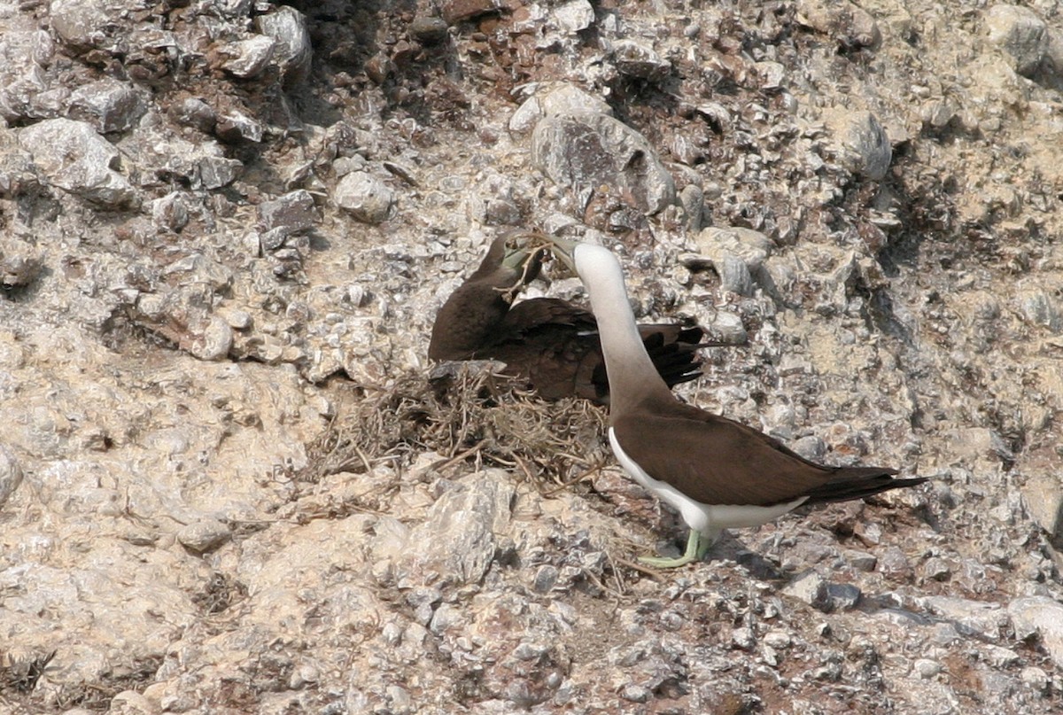 Brown Booby - ML542898631