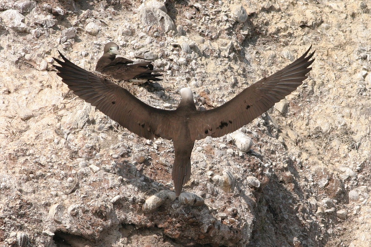Brown Booby - ML542898691