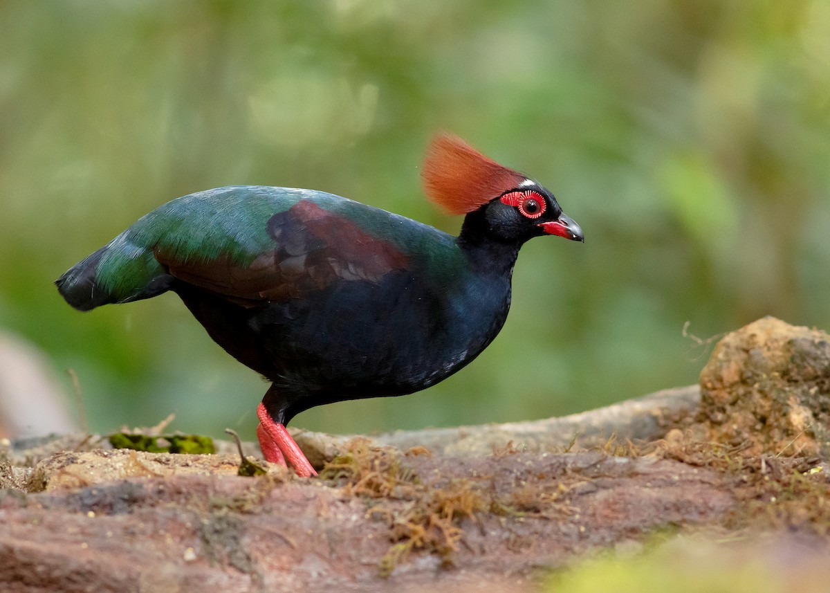 Crested Partridge - ML542898981