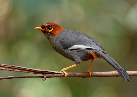 Photos - Chestnut-hooded Laughingthrush - Pterorhinus treacheri - Birds of  the World