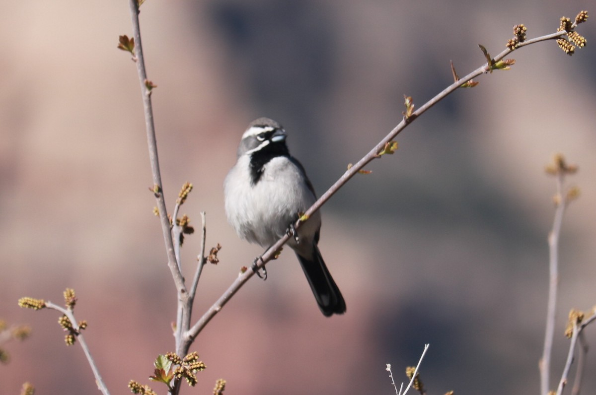 Black-throated Sparrow - ML54290001