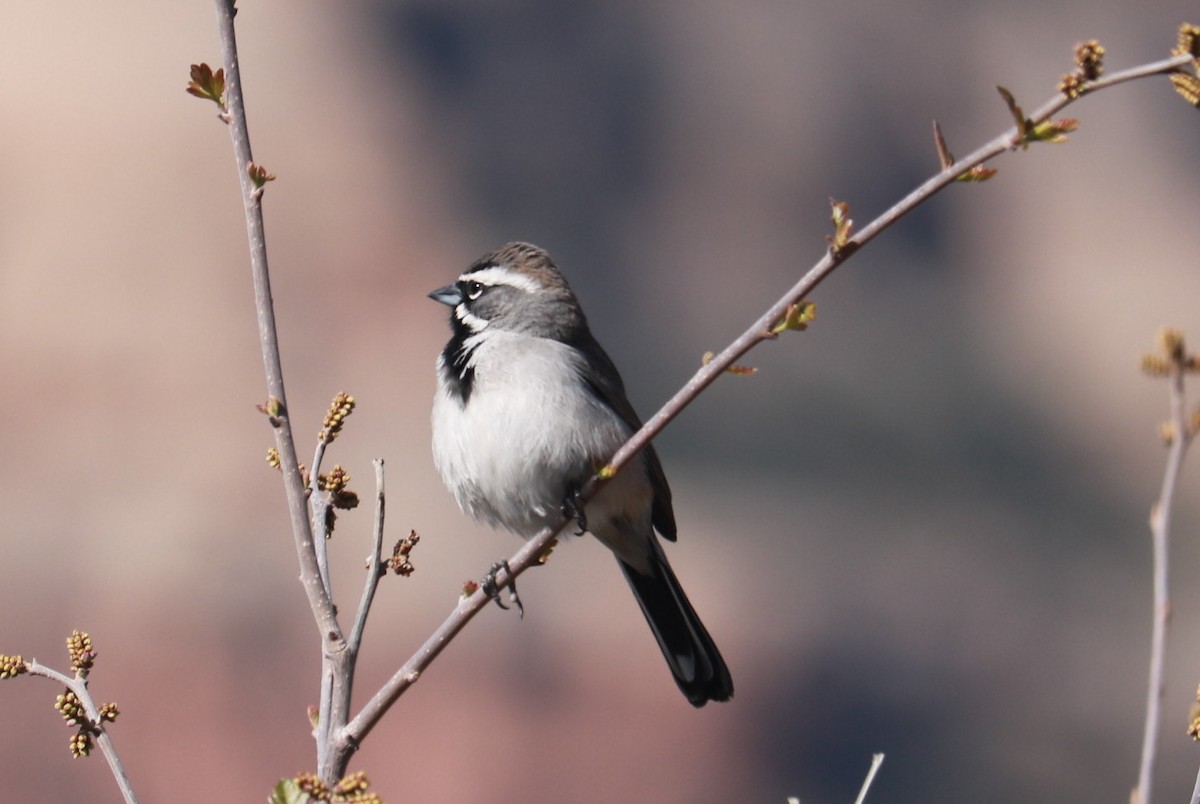 Black-throated Sparrow - ML54290011