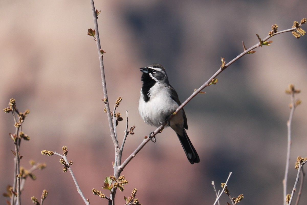 Black-throated Sparrow - ML54290031