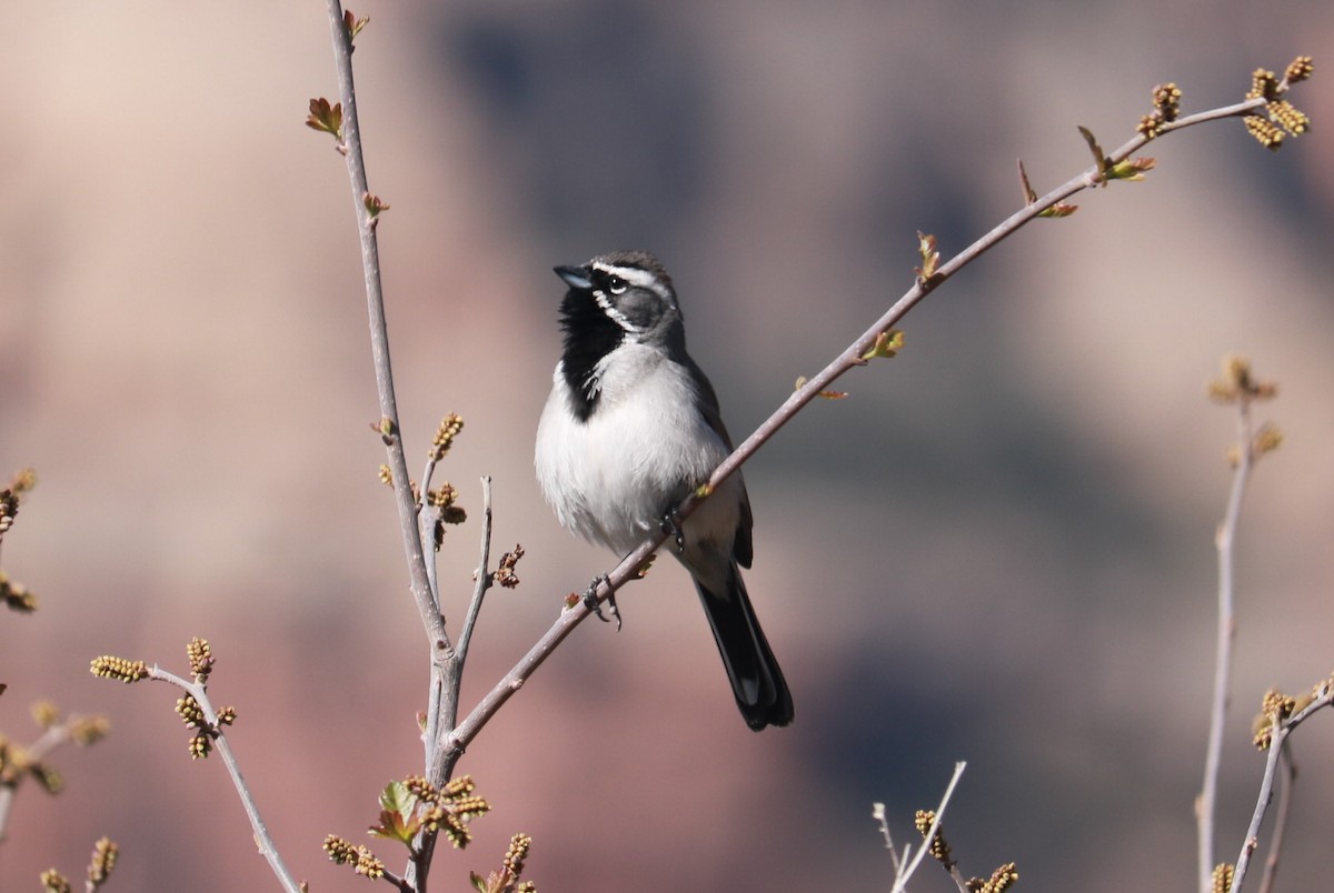 Black-throated Sparrow - ML54290041